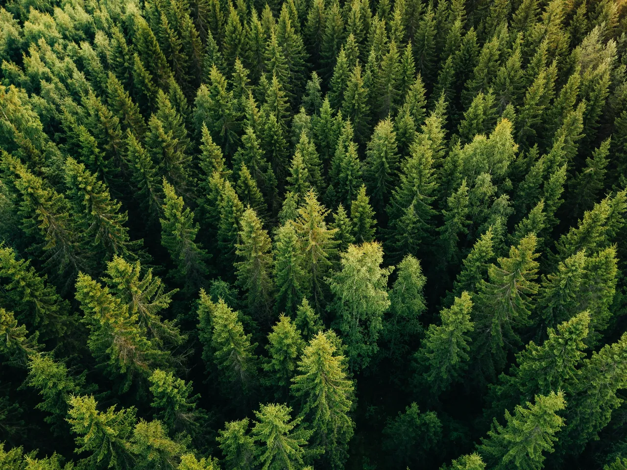 Waldfonds: Zukunft der Wälder muss gesichert werden!