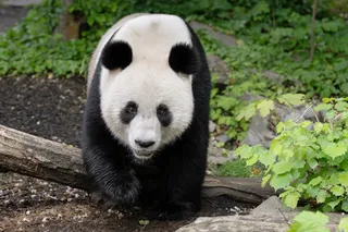McArthurGlen Designer Outlet Parndorf verlängert Panda-Patenschaft