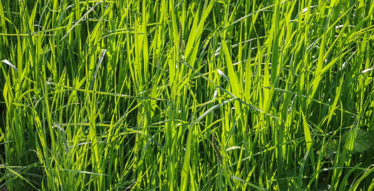 Gras