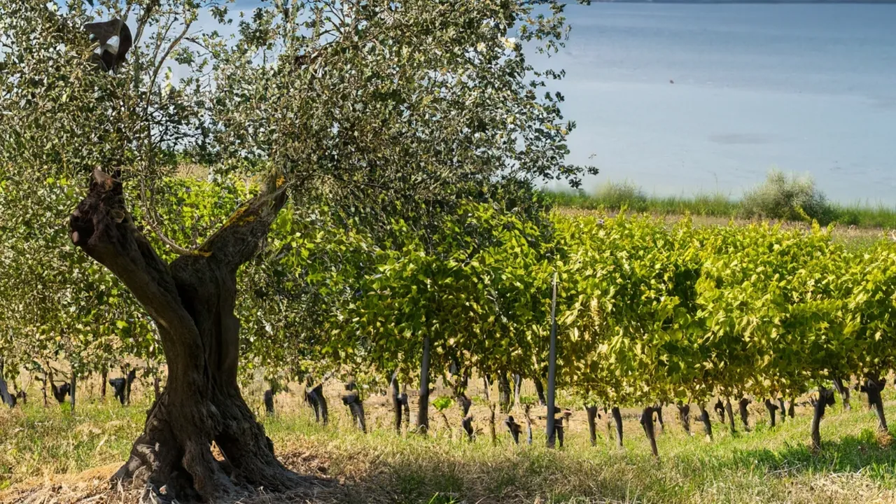 Oliven und Wein