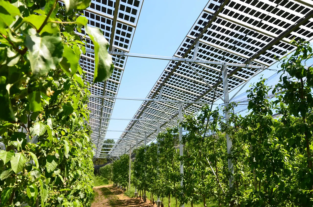 Photovoltaik-Paneele über Obstkulturen