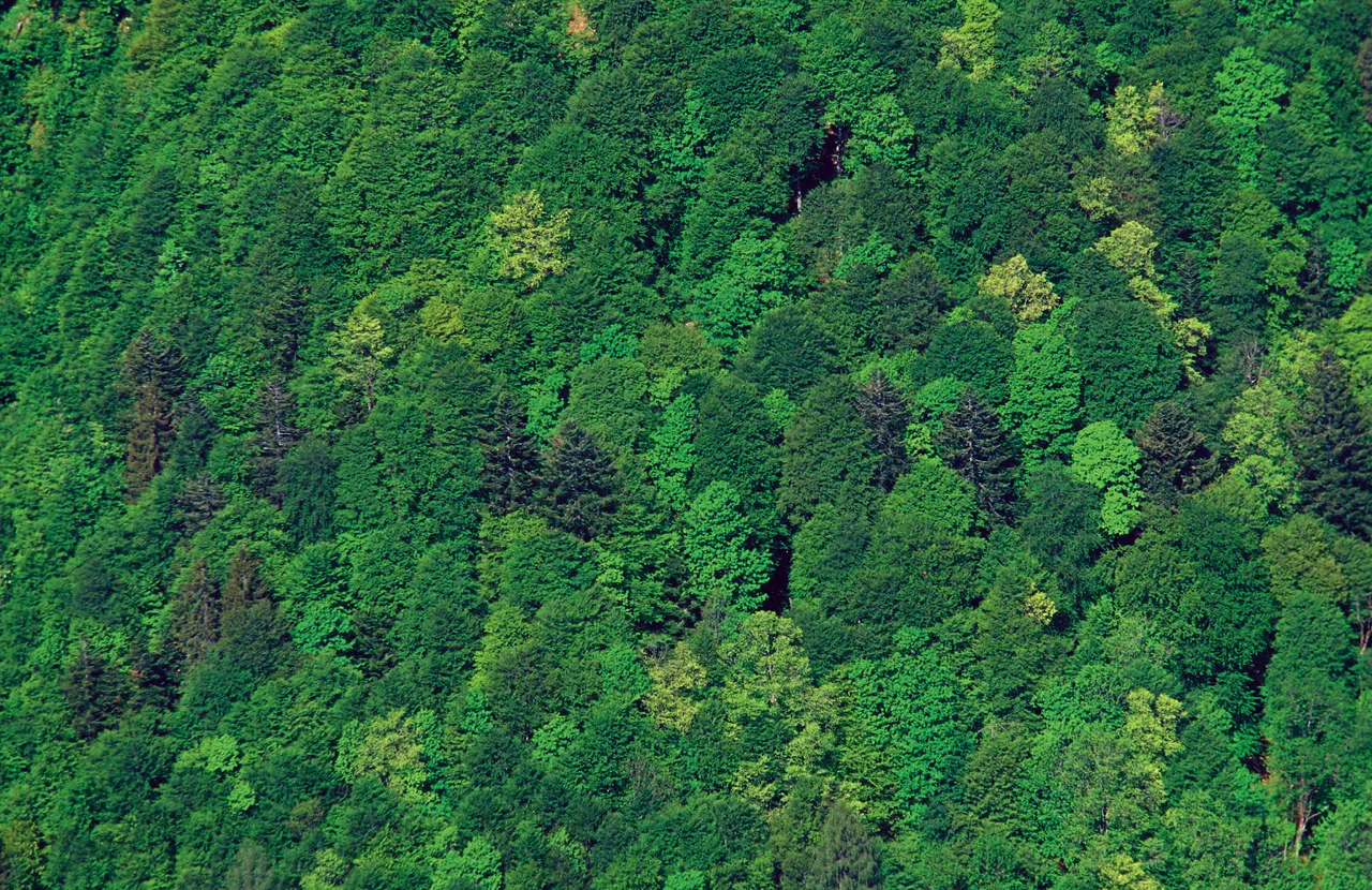 Wald-Baum