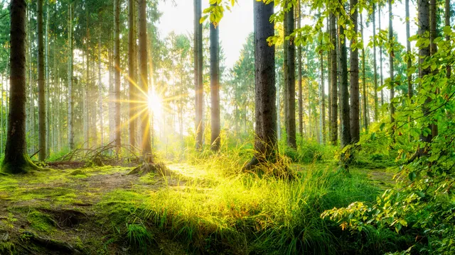 "Umbau der Wälder ist Marathon, kein Sprint"