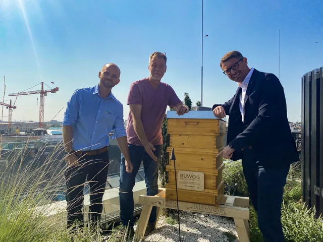 BUWOG siedelt in der Rathausstraße Honigbienen an